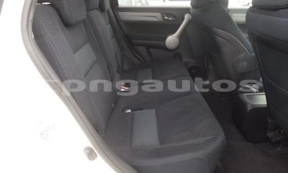 Buy Used Honda CRV White Car in Port Moresby in National Capital District Buy Used Honda CRV White Car in Port Moresby in National Capital District